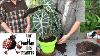 Advice Gardening Alocasia Amazonica Maintenance And Watering Green Plant D Int Rieur