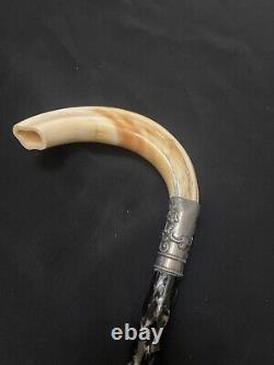 Ancient Cane With Tooth