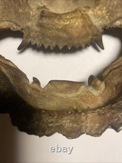 Ancient Chinese gilded bronze mask Guardian demon 19th / early 20th century