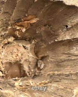 Head, Virgin Wood, High Period, 15th Century