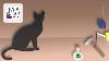 How To Walk The Cat From Schr Dinger
