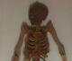 Large Skeleton Rare Wood Pine Object Curiosity Popular Art Year 1960