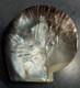 Large Carved Mother-of-pearl Shell