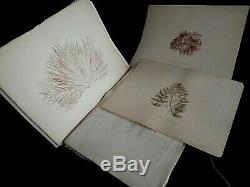 Rare Old Herbarium Alguier Or Seagrass Seaweed Nineteenth Century Specimen 43
