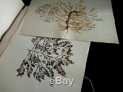 Rare Old Herbarium Alguier Or Seagrass Seaweed Nineteenth Century Specimen 43