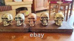 Set of small skulls in copper alloys on an oak base