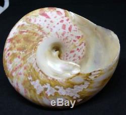 Shell Engraved With Mother-of-pearl Sailor New Caledonia Late 19th