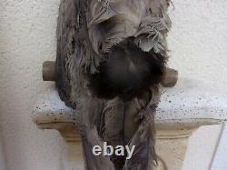 Ancien Appelant Grand Duc 19 Eme De Manufrance Saint Etienne Dans Sa Boite