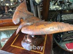 Cabinet de curiosité Trophée de Chasse en Bois Sculptée Art Populaire Buse