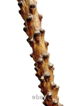 Canne En Tige De Choux Daté 1896