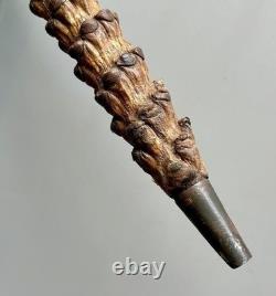 Canne En Tige De Choux Daté 1896